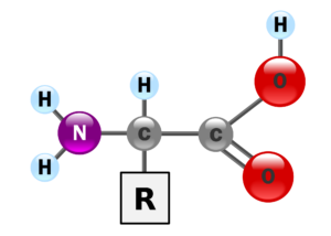 aminokwasy
