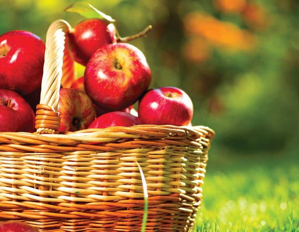 Organic Apples in a Basket outdoor. Orchard. Autumn Garden. Harv