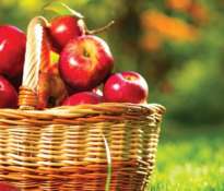 Organic Apples in a Basket outdoor. Orchard. Autumn Garden. Harv