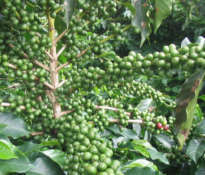 Mity o odchudzających właściwościach zielonej kawy
