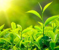 zielona-herbata-efekty-uboczne